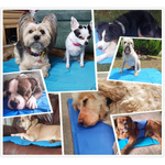 MATA CHŁODZĄCA ŻELOWA DLA PSA KOTA  ZWIERZĄT LEGOWISKO 50 x 40 cm DUŻA